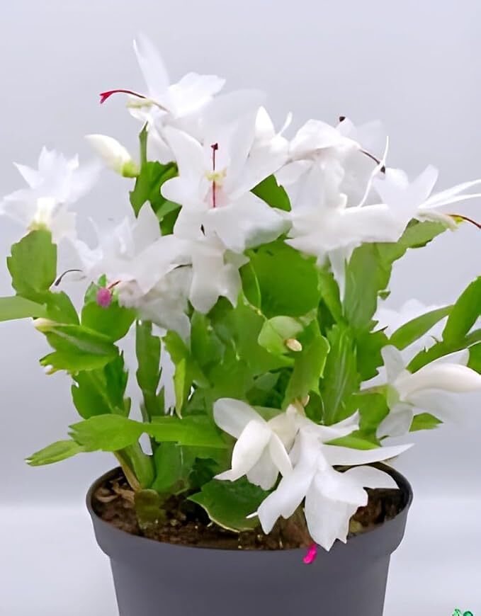 White Christmas Succulents Cactus Baby Flower Plant