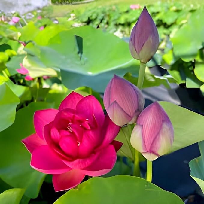 Short Time Blooming Hybrid Red Lotus Tuber Plant