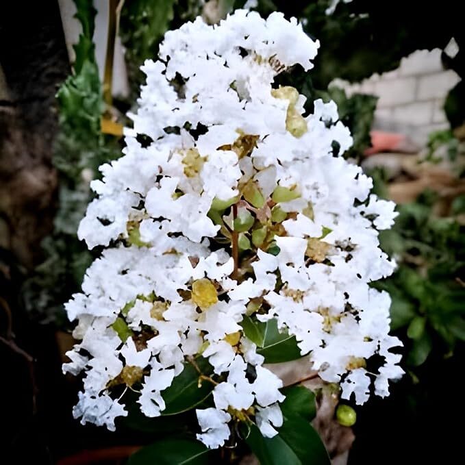 White Furush Lagerstroemia Flower Plant