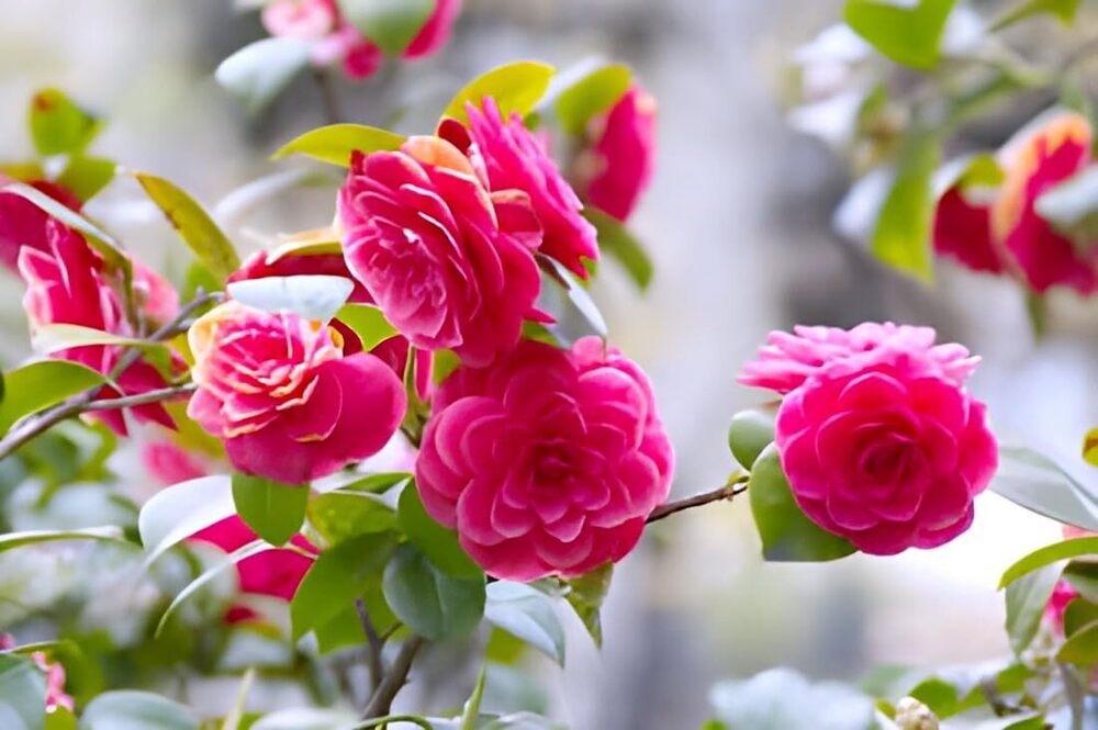 Twin Colour Red Camellia Perfection Flower Plant