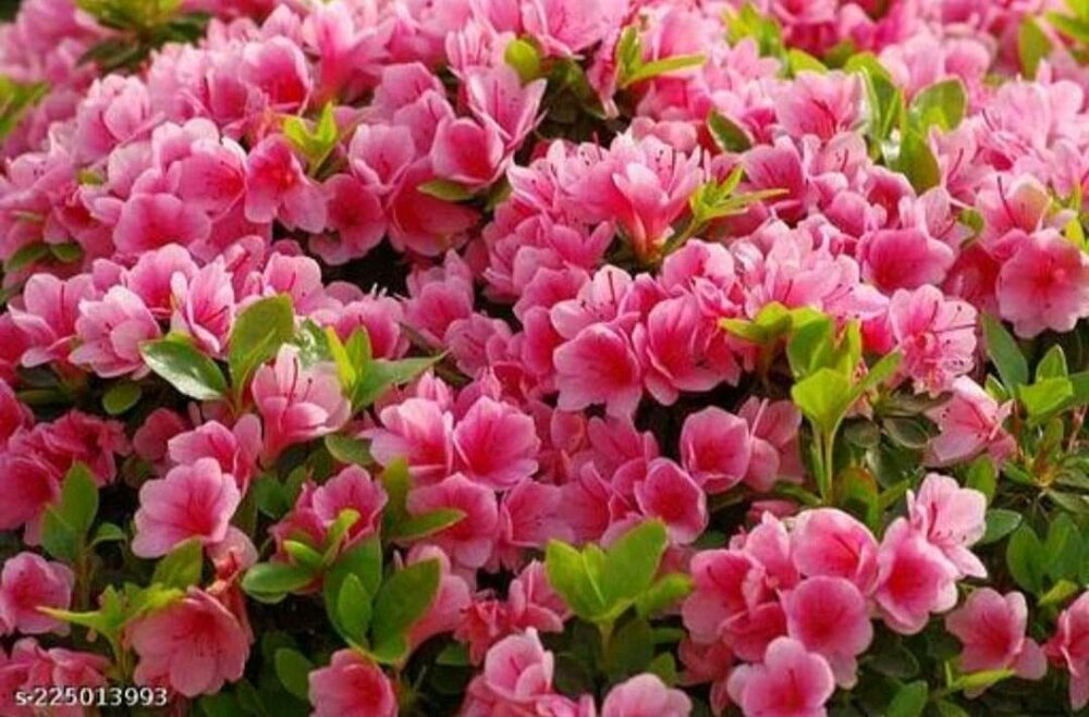 Rishika Rare Pink Double Azalea 1 Healthy Live Flower Plant