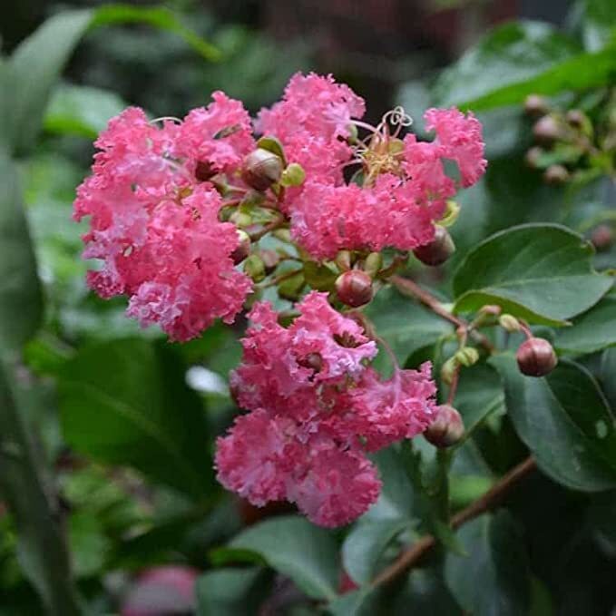Rishika Furush Lagerstroemia Flower Live Plant