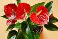 Rishika Live Anthurium Indoor Plant Red Color With Plastic Pot
