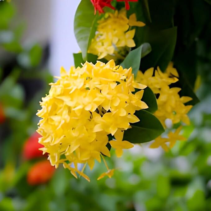 Wonderful Healthy Live Yellow Flower Plant
