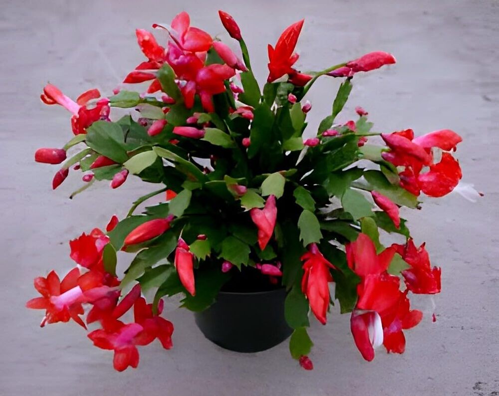 Crab Cactus Live Plant