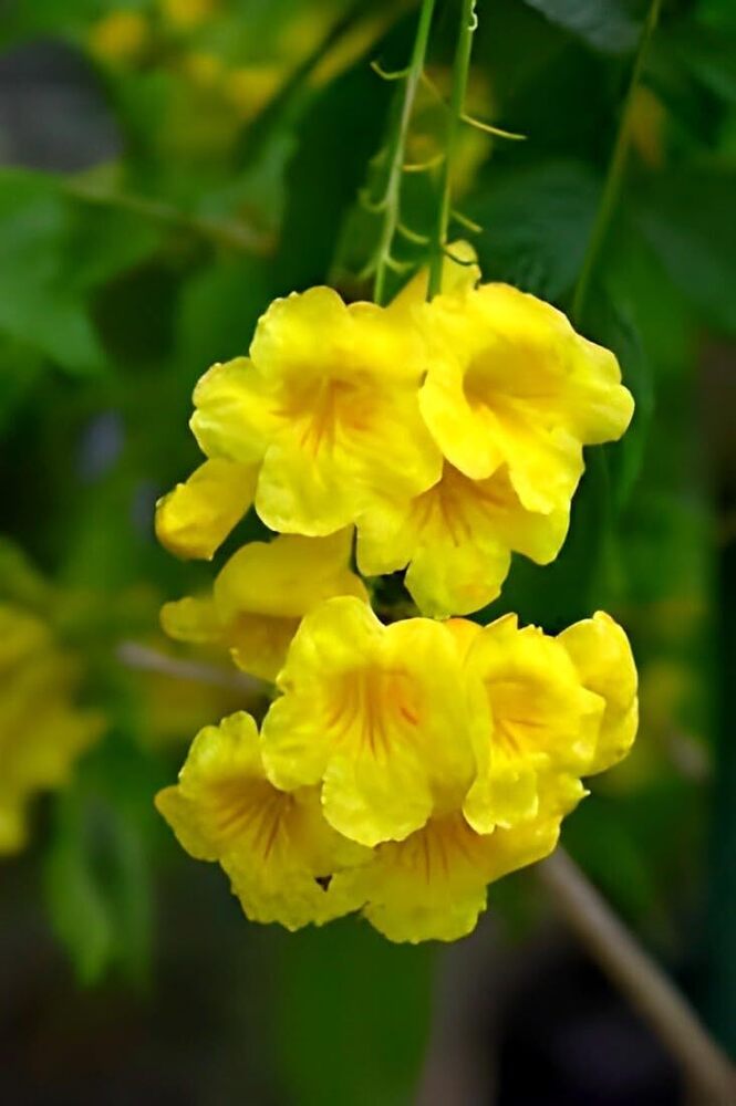 Yellowtecoma Flower