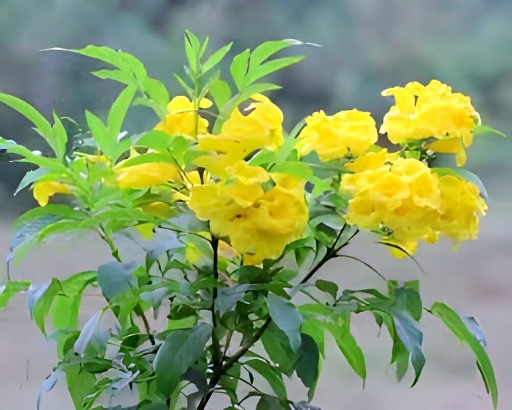 Yellowtecoma Flower