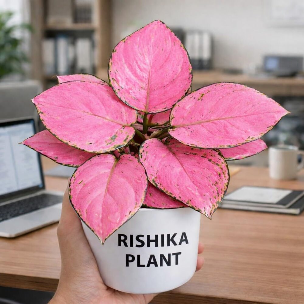 Valentine Plant