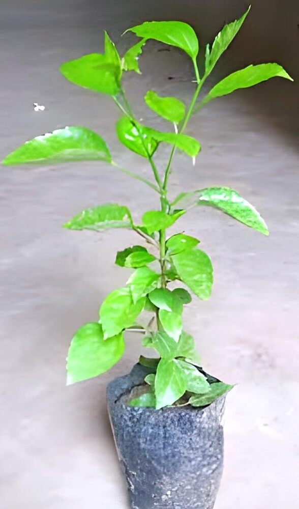 Beautiful Home Garden White Hibiscus Flower Plant Tree