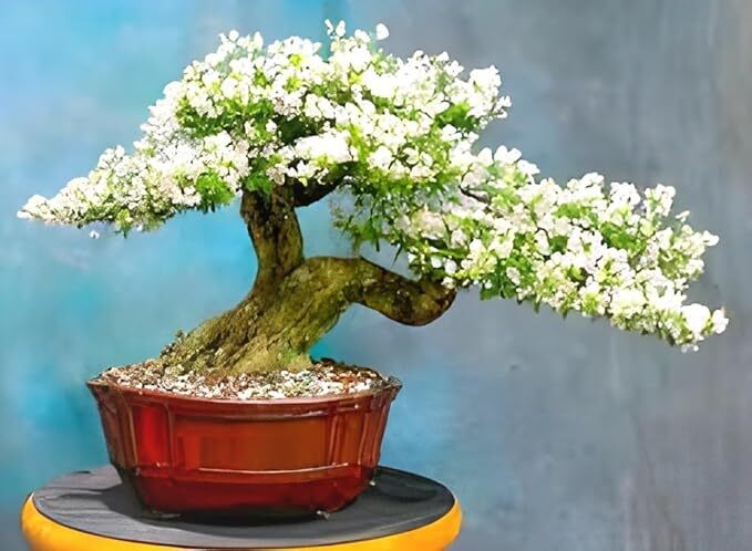 Vietnamese White Bluebell Bonsai Flower Plant