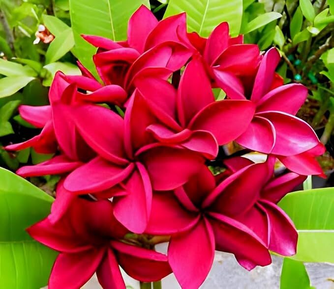 Red Champa Flower Plant