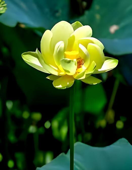 Water Lily Hybrid Plant
