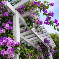 Garlic Vine Rasun Lata Live Flower Plant