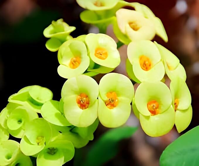 Milli Flower Plant