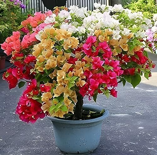 Rare Multicolor Bougainvillea Plant