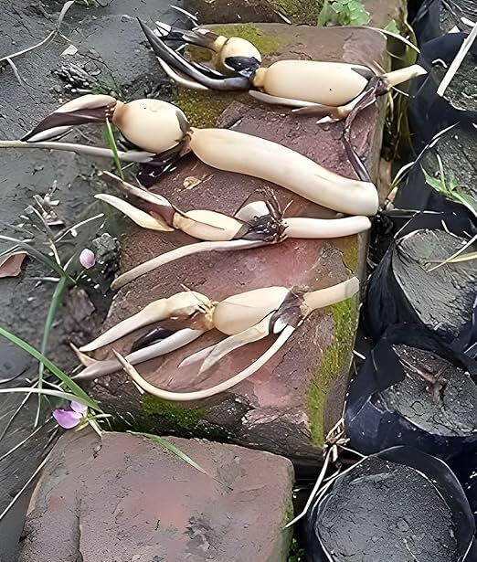 White Lotus Live Plant