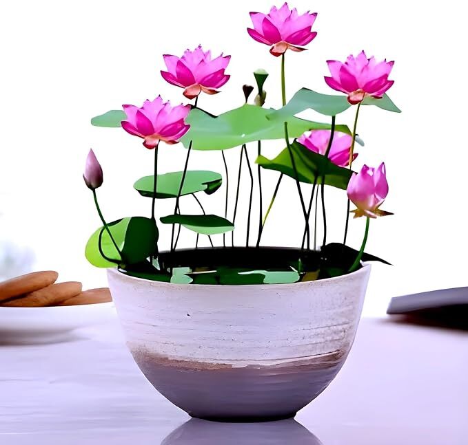 Wonderful Micro Lotus Liang Li Tuber Plant