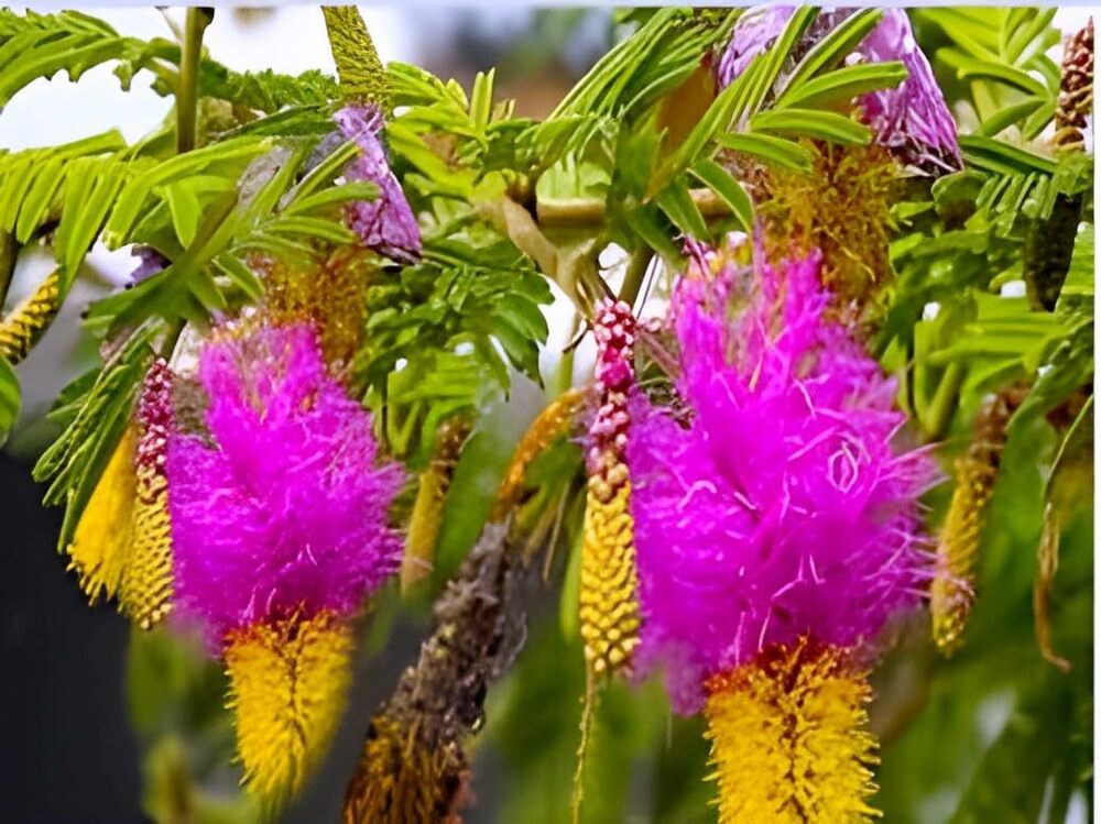 Live Shami Medicinal Plant