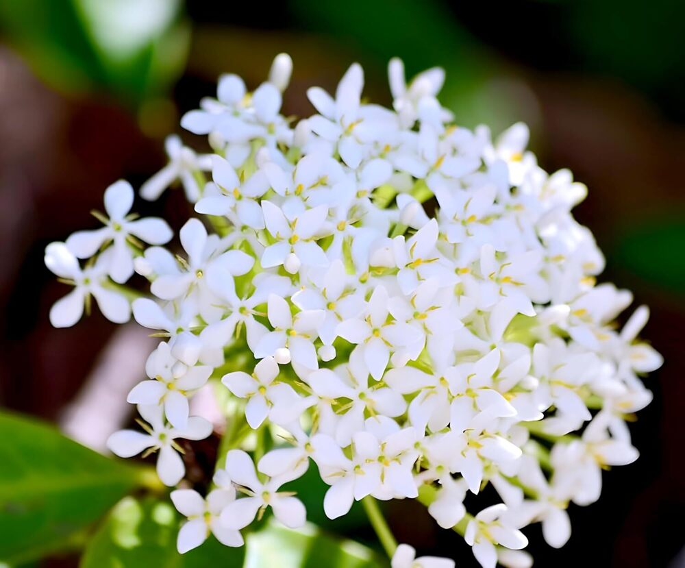 Rangan Flower Plant