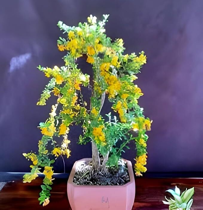 Beautiful Vietnamese Yellow Bluebell Bonsai Flower Plant