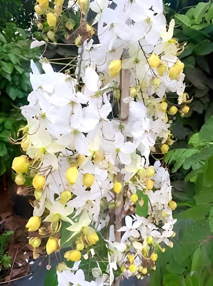 White Ixoracassia Fistula Flower Plant