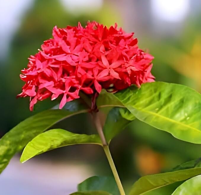 Red Ixora Flower Plant