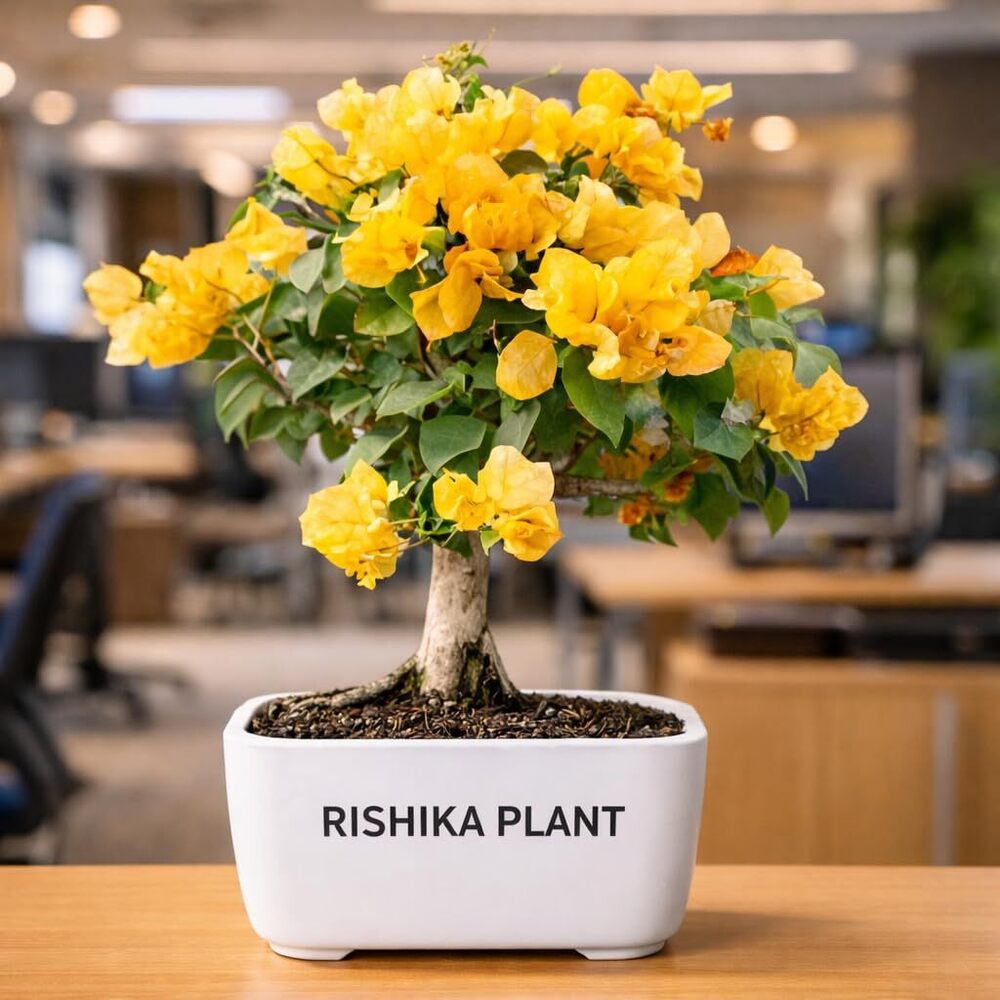 Rare Yellow Bougainvillea Live Flower Plant