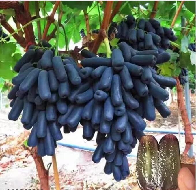 Rishika Live Plants Outdoor Black Grapes