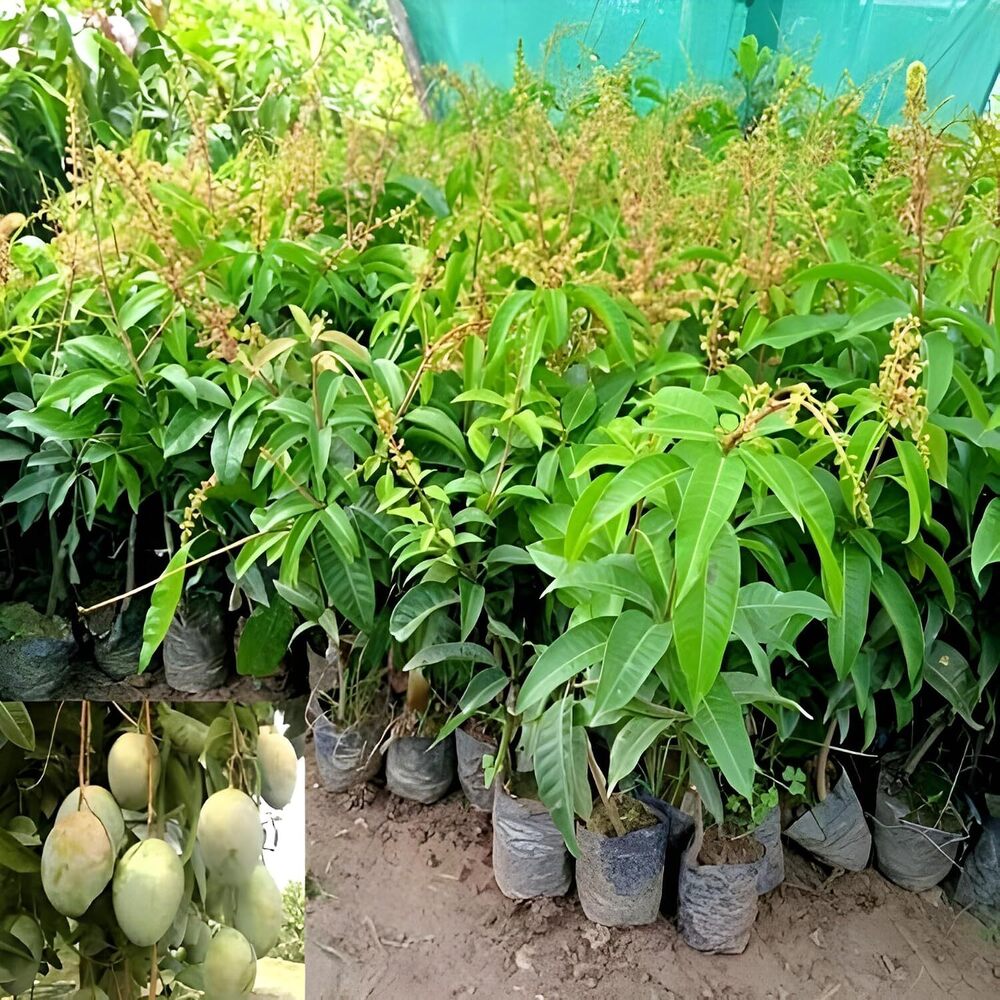 Mango Plant Thai