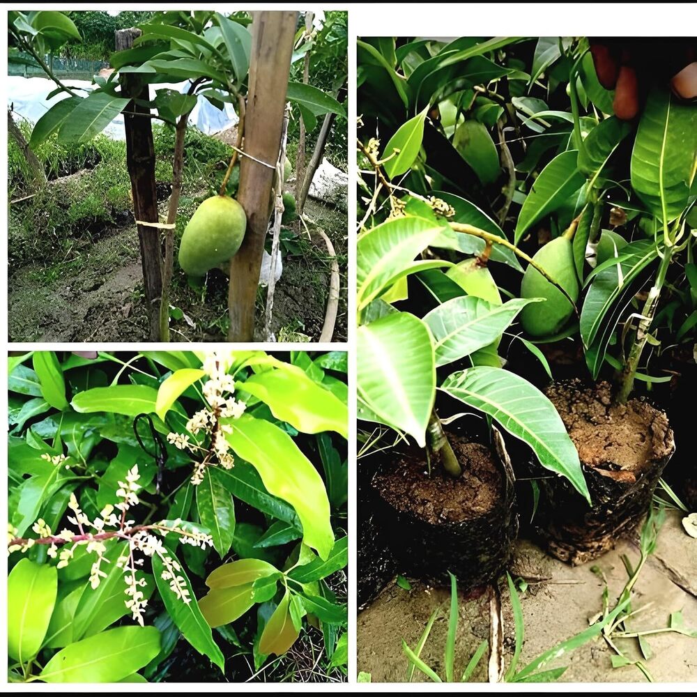 Mango Plant Thai