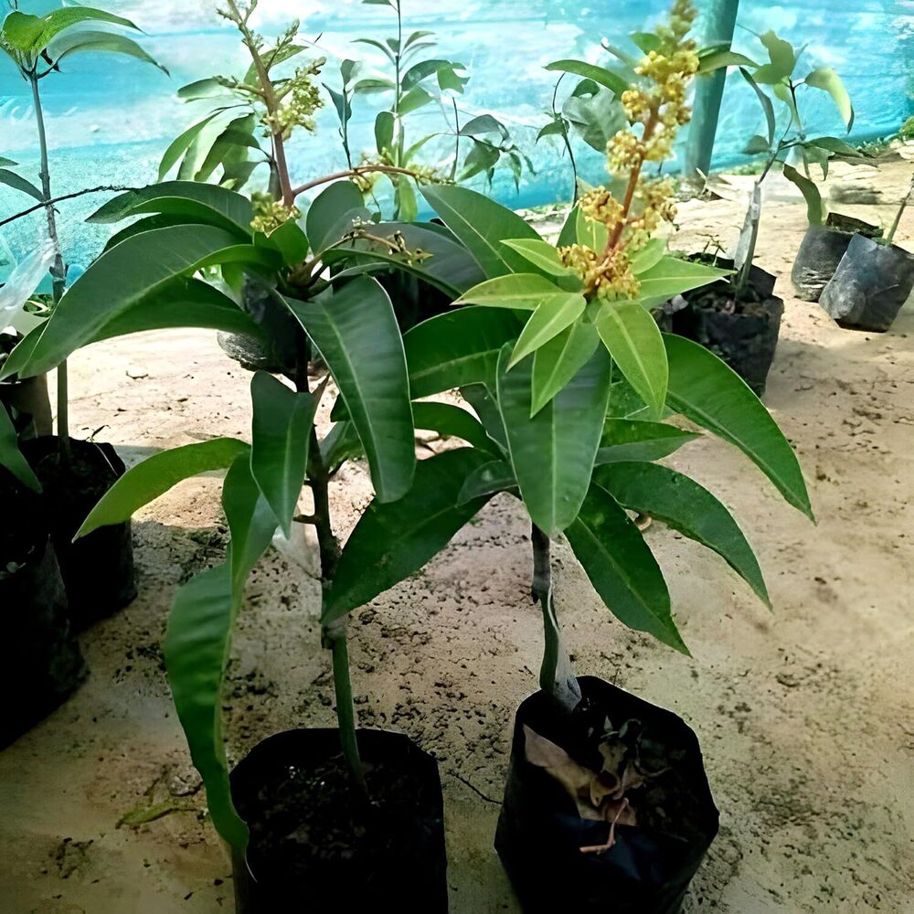 Mango Plant Thai