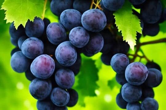 Grape Seeds Fruit Plant