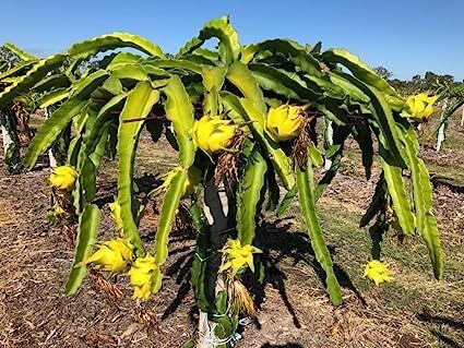 Dragon Fruit Plant Combo Pack Of 3