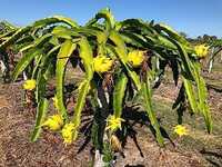 Dragon Fruit Plant Combo Pack Of 3