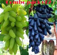 Rishika Grape Plant