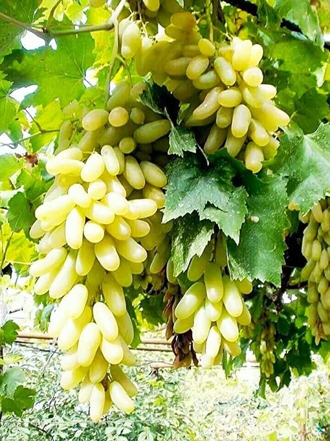 Rishika Grape Plant