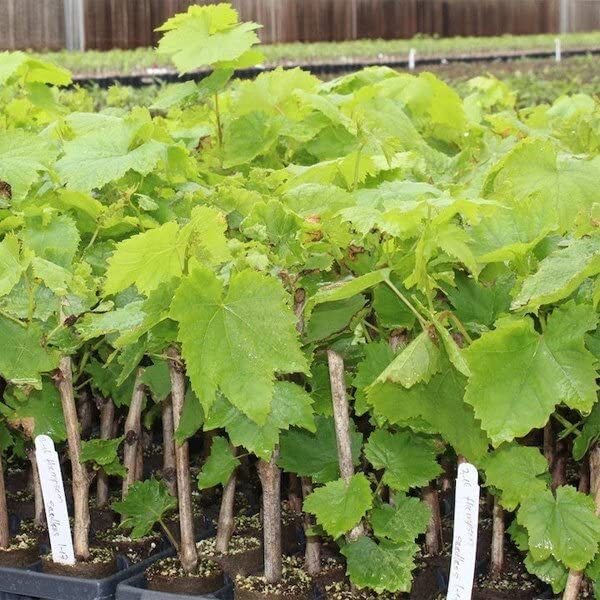 Rishika Grape Plant