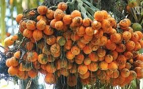 Supari Plant Combo Live Betel Nut