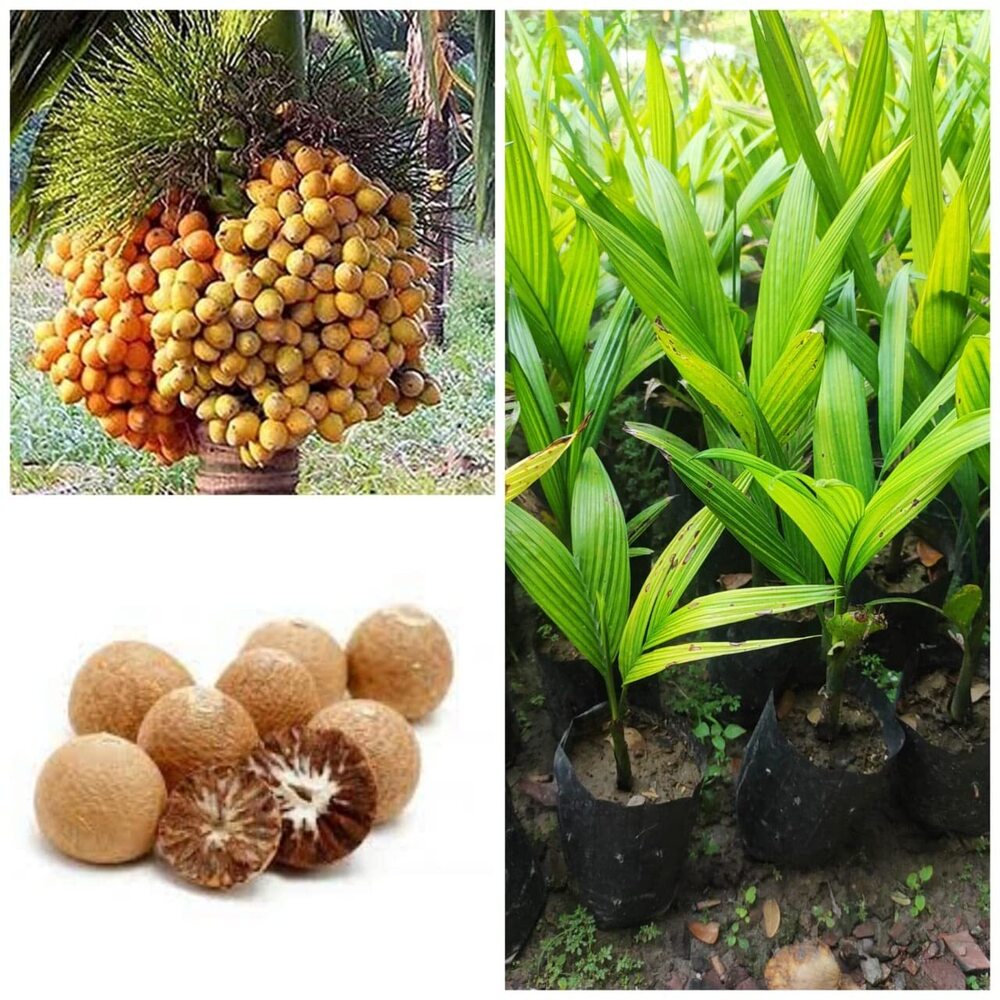 Mangala Combo 4 Live Betel Nut Areca nut Supari Plant
