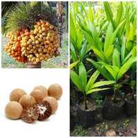 Mangala Combo 4 Live Betel Nut Areca Nut Supari Plant