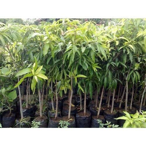 Mango Live Plant Grafted Amba Plant