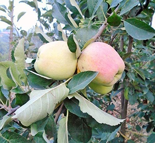 Rishika Anna Variety Apple Plant