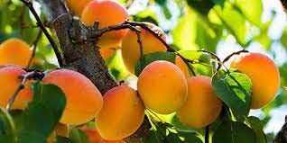 Rishika Apricot Hybrid Fruit Live Plant
