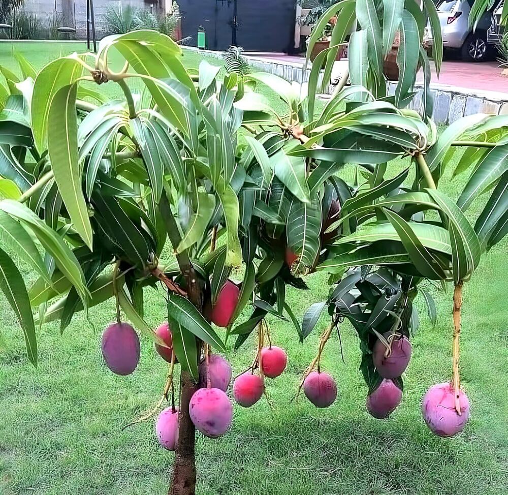 Mango Grafted Hybrid Healthy Live Plant