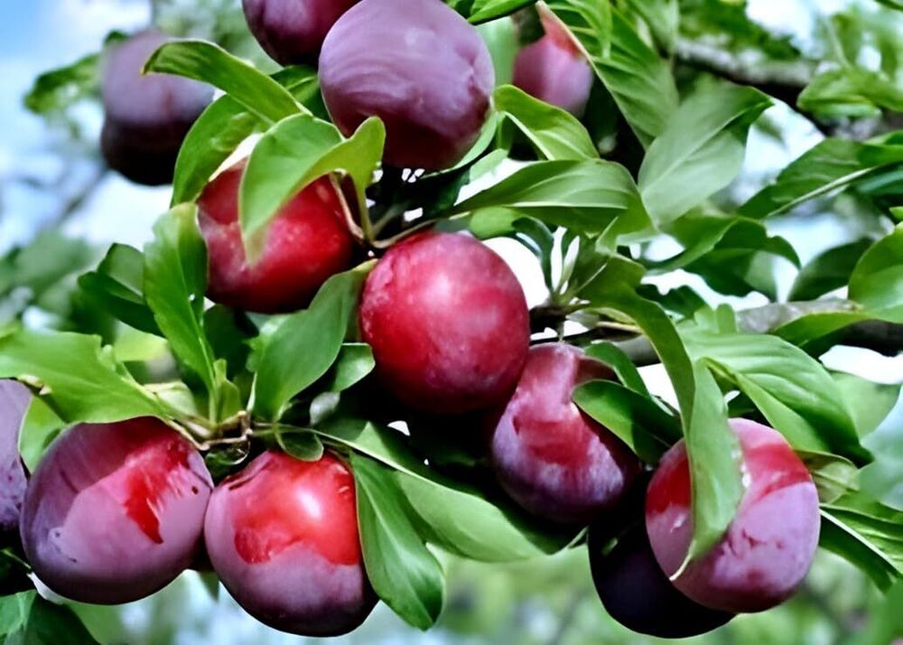 Garden Plum Fruit Healthy Live Plant