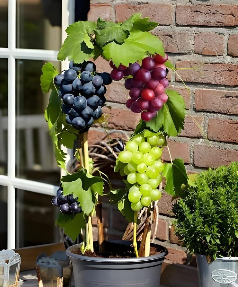 Live Hybrid Grape Angur Plant Combo Pack Of 3