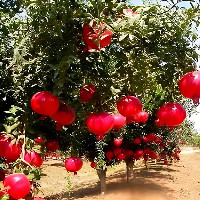 Toms Red Hybrid Pomegranate Anar Fruit Plant