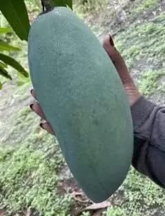 Live Fazli Mango Grafted Fruit Plant
