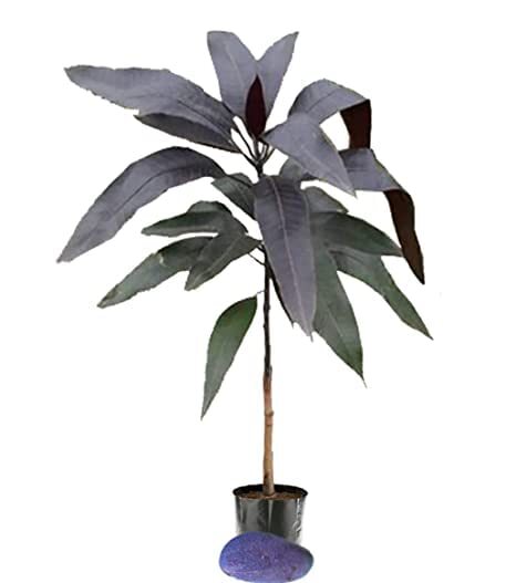 Rishika Black Stone Mango Live Plant Grafted 2 Feet Height