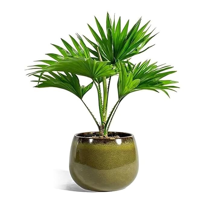 Chinese Fan Palm Plant